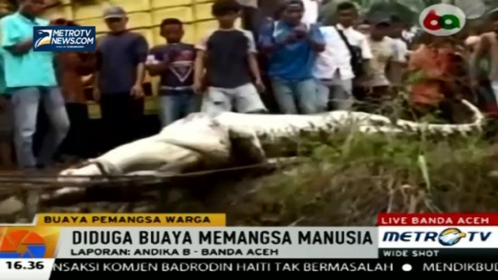 Warga Aceh Kembali Tangkap Buaya Pemangsa Manusia