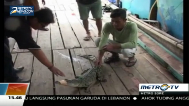 Niat Menjaring Ikan, Nelayan Ini Malah Dapat Buaya  