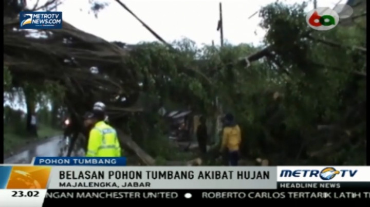 Hujan Deras, Belasan Pohon di Majalengka Tumbang 