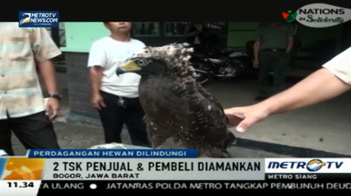 Perdagangan Hewan Terungkap, BKSDA Amankan Dua Elang Langka