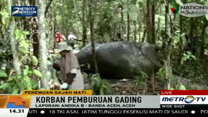 Ditemukan Gajah Mati Tanpa Gading di Aceh