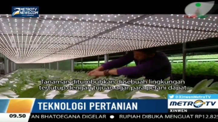 Teknik Menanam Sayur Menggunakan Lampu LED