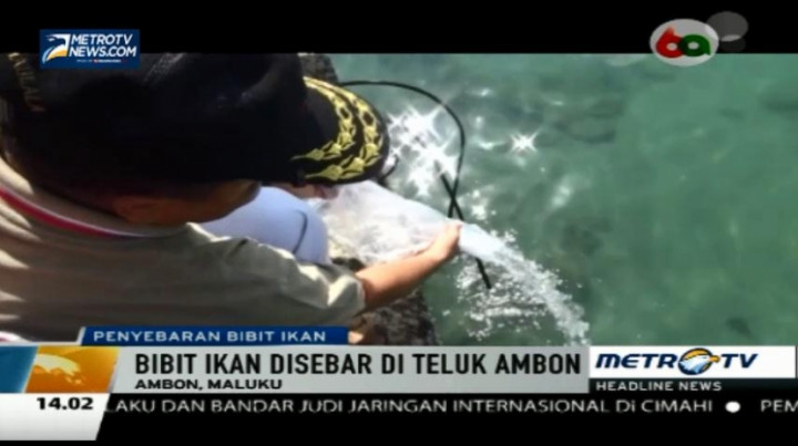 Sindir Illegal Fishing, Kodam XVI Pattimura Sebar Bibit Ikan 