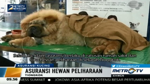 Kini Ada Asuransi Untuk Hewan Peliharaan