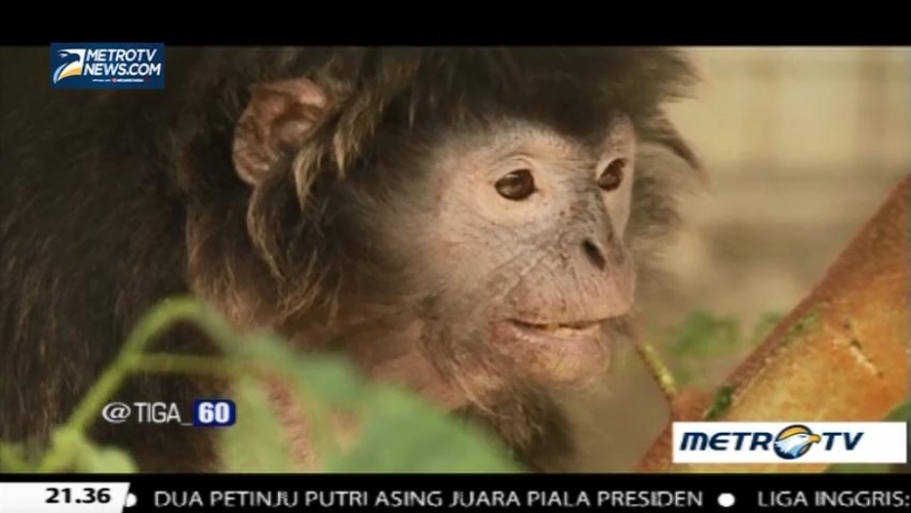 Mari Peduli Satwa Liar 