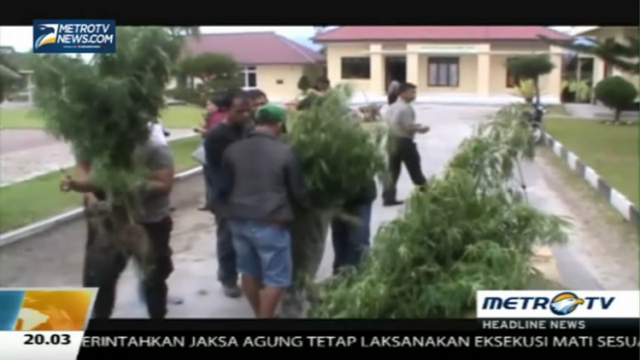 72 Batang Ganja Ditemukan di Ladang Warga 