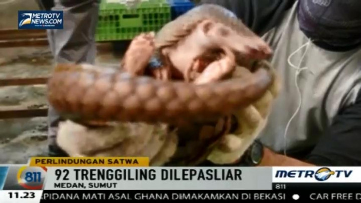 92 Ekor Trenggiling Dilepasliarkan di Hutan Sibolangit