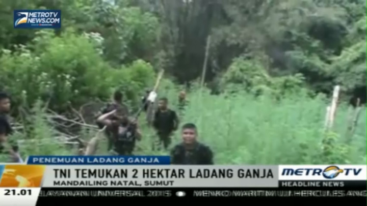  TNI Temukan Dua Hektare Ladang Ganja di Mandailing Natal 