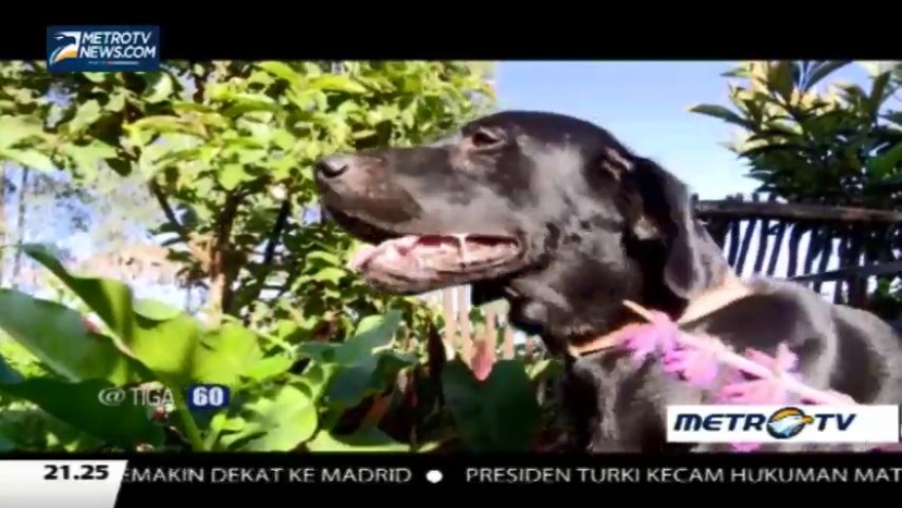 <i>Inside</i> K-9 Indonesia  