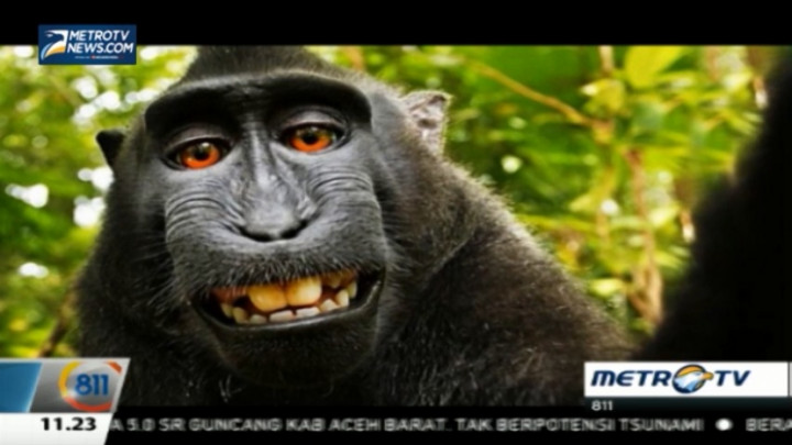 Foto Selfie Monyet Ini Menimbulkan Sengketa Hak Cipta