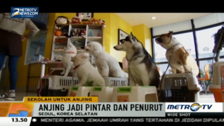  Tren Bisnis Sekolah Anjing di Korea Selatan 