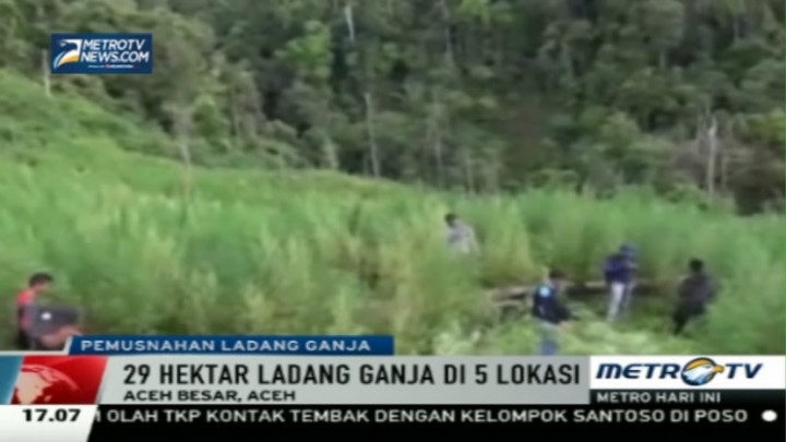 Polisi Musnahkan 29 Hektare Ladang Ganja di Aceh