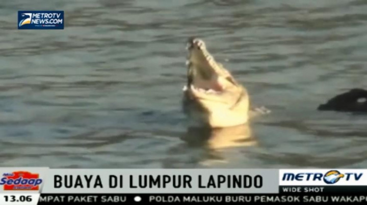 Warga Sidoarjo Dikejutkan dengan Munculnya Buaya di Aliran Sungai Brantas