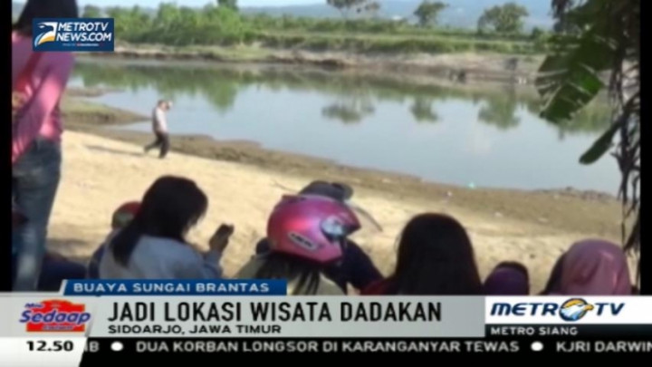 Lokasi Munculnya Buaya di Sungai Brantas Jadi Tempat Wisata