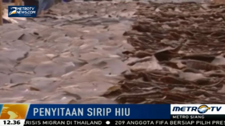 Polisi Ekuador Sita 200 Ribu Sirip Ikan Hiu