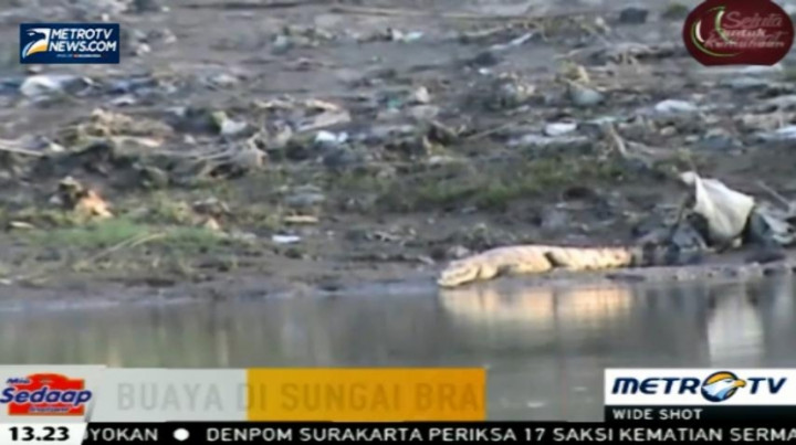 Munculnya Buaya di Sungai Brantas Akibat Rusaknya Habitat Asli 
