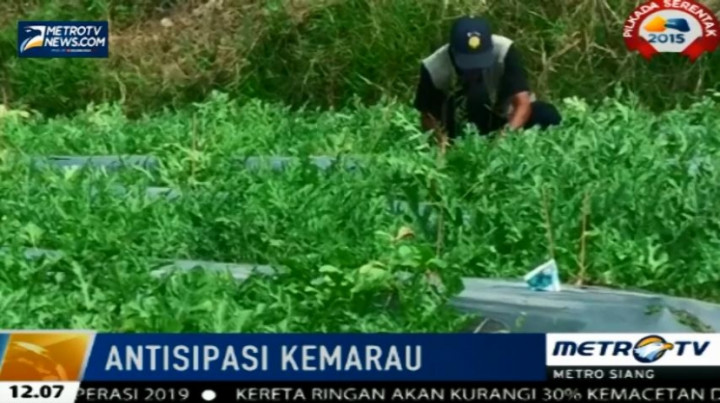 Antisipasi Kemarau Panjang, Petani di Kab. Bandung Beralih Tanam Buah-buahan