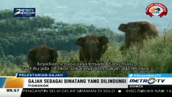 19 Ekor Gajah Masuk Perkebunan Kopi di Tiongkok