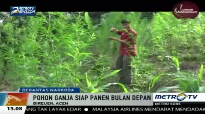 Polisi Musnahkan Satu Hektare Ladang Ganja di Bireuen  