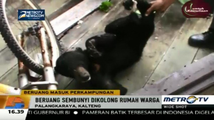 Diduga Dianiaya, Seekor Beruang Madu Masuk Pemukiman