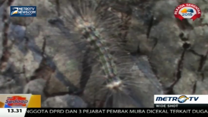Hama Ulat Bulu Serang Puluhan Hektar Kebun Karet