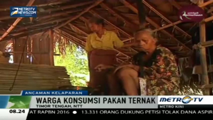 Kelaparan, Warga NTT Terpaksa Konsumsi Pakan Ternak