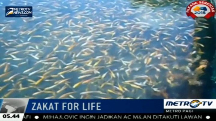 Budi Daya Ikan Air Tawar