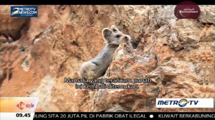Mamalia yang Terancam Punah Ini Ditemukan Lagi