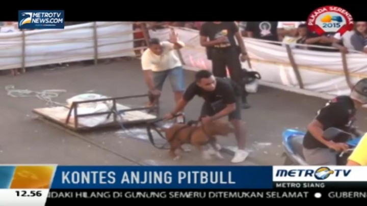 Kontes Anjing Pitbull Digelar Meriah di NTT