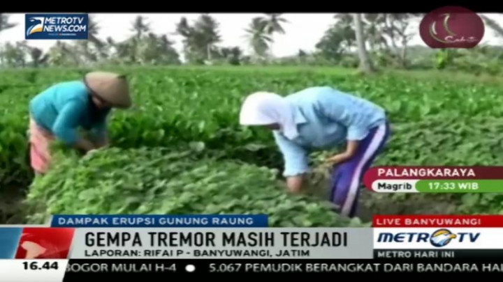 Aktivitas Vulkanis Meningkat, Petani Panen Lebih Awal 
