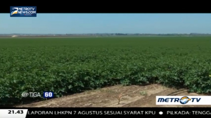 Ketika Gurun Tandus Disulap Jadi Lahan Perkebunan