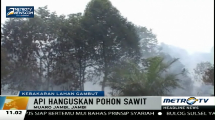 Kebakaran Lahan Gambut di Muaro Jambi Semakin Meluas