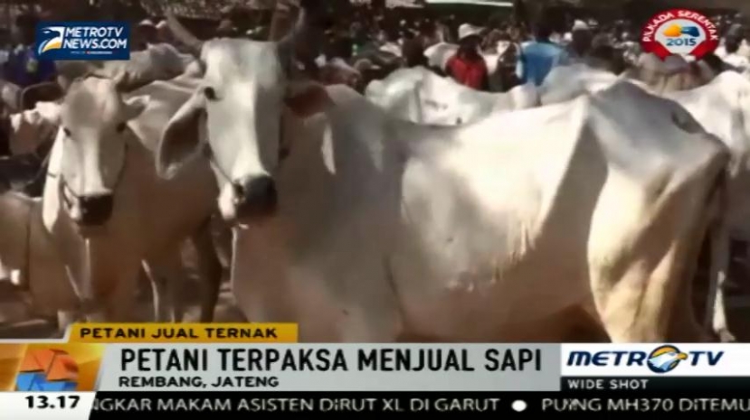 Sulit Dapat Pakan, Para Petani Jual Hewan Ternak 