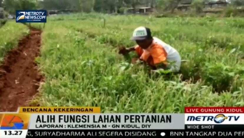 Kekeringan, Petani di Gunung Kidul Tanam Bawang dan Cabai