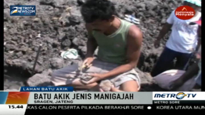 Batu Akik Jenis Mani Gajah Ditemukan di Lahan Seluas 2 Hektare