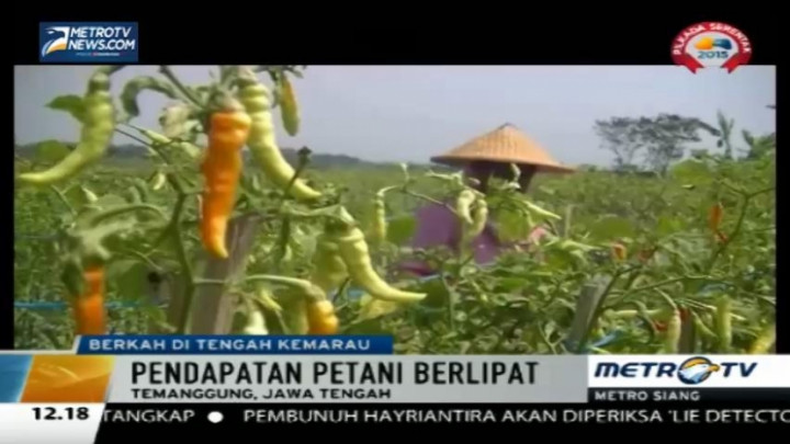 Harga Cabai di Temanggung Naik Jadi Rp47 Ribu per Kilogram