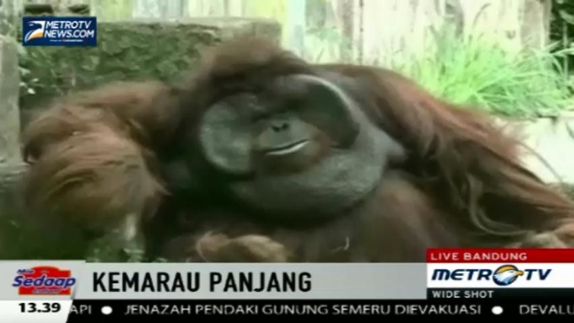 Kemarau, Hewan di Kebun Binatang Bandung Rentan Terserang Penyakit