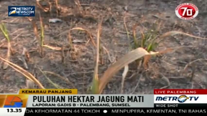 Puluhan Hektare Lahan Jagung di Oku Timur Mati Kekeringan
