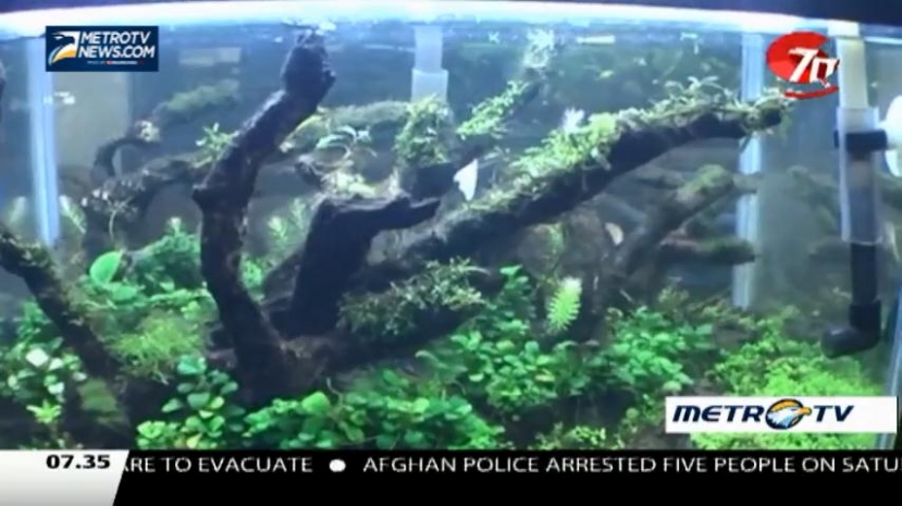 How to Decorate an Aquarium Using Aquascaping Art