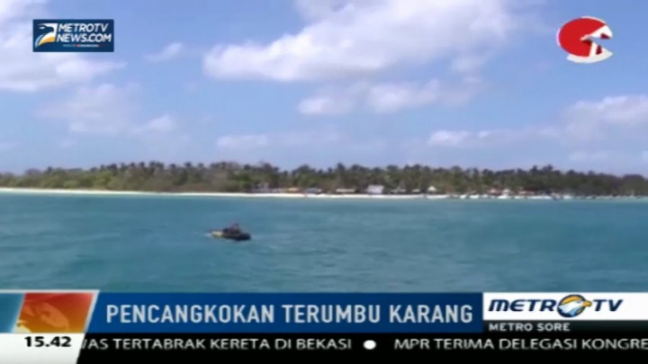  Ratusan Penyelam Cangkok 2.000 Terumbu Karang di Pulau Gili Labak