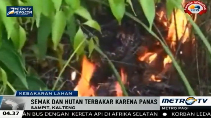 Akibat Cuaca Panas Terjadi Kebakaran Lahan Semak Belukar di Sampit