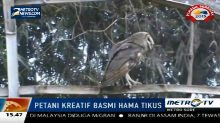 Basmi Hama Tikus, Petani di Pati Kembangbiakan Burung Hantu