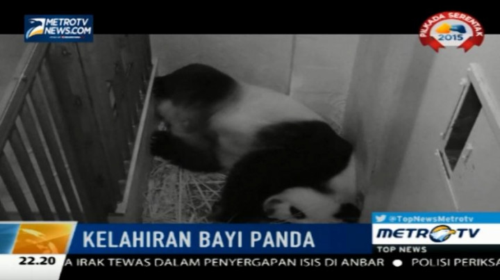 Detik-detik Kelahiran Bayi Panda Kembar di Kebun Binatang Washington