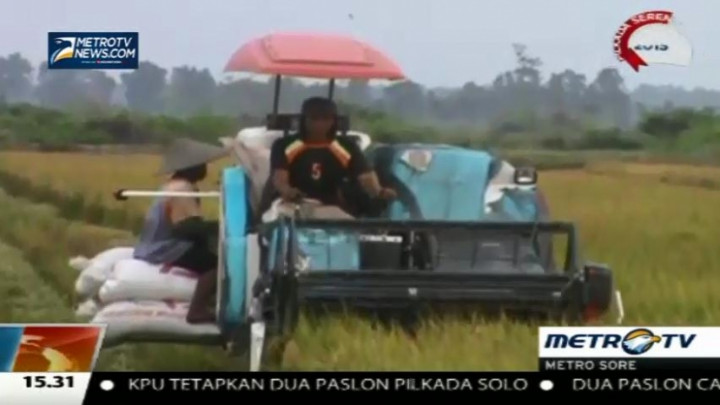 Manfaatkan Air Laut, Para Petani Ini Panen Melimpah Saat Kemarau 