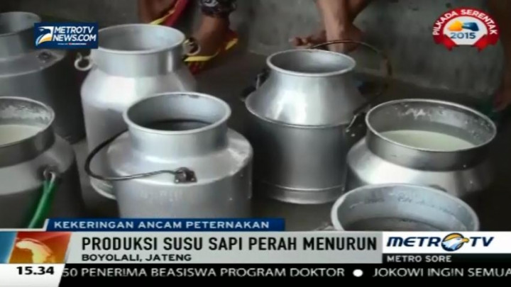 Kekeringan, Produksi Susu Sapi di Boyolali Menurun 10 Persen