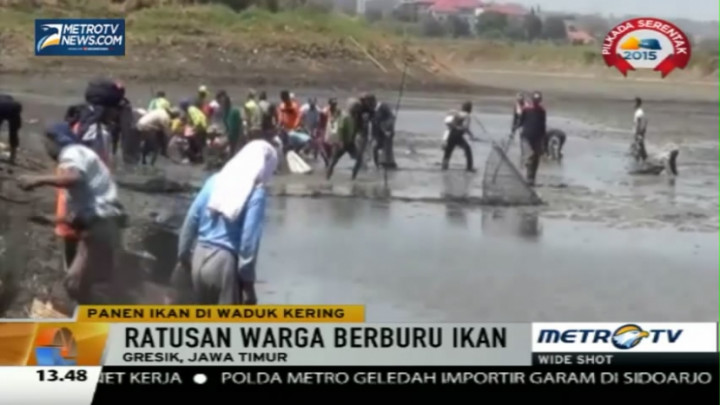 Waduk Mengering, Warga Gresik Berburu Ikan