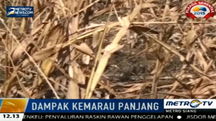 Lima Desa di NTT Terancam Kelaparan