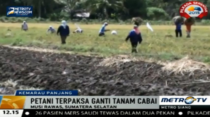 Siasati Kemarau Panjang, Sejumlah Petani Padi Beralih Tanam Cabai