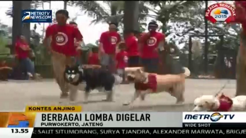 Serunya Lomba Karung Bareng Anjing Kesayangan