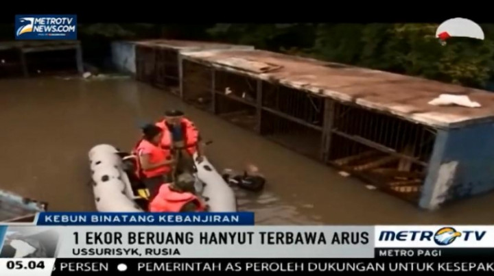 Proses Evakuasi Binatang yang Terjebak Banjir di Rusia